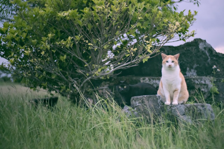 L’Odyssée vers Iriomote Jima