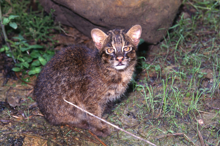 Photo du chat d'Iriomote, qui rôde souvent autour de la ferme