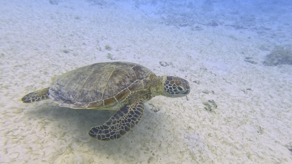 Tortue de mer sur l'île d'Iriomote, Okinawa