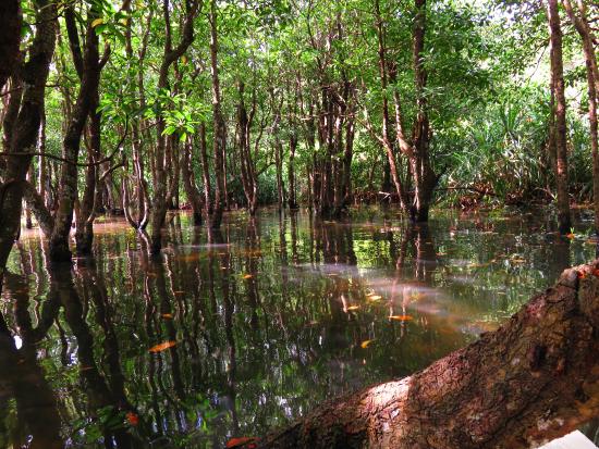 Mangroves au centre de l'île d'Iriomote