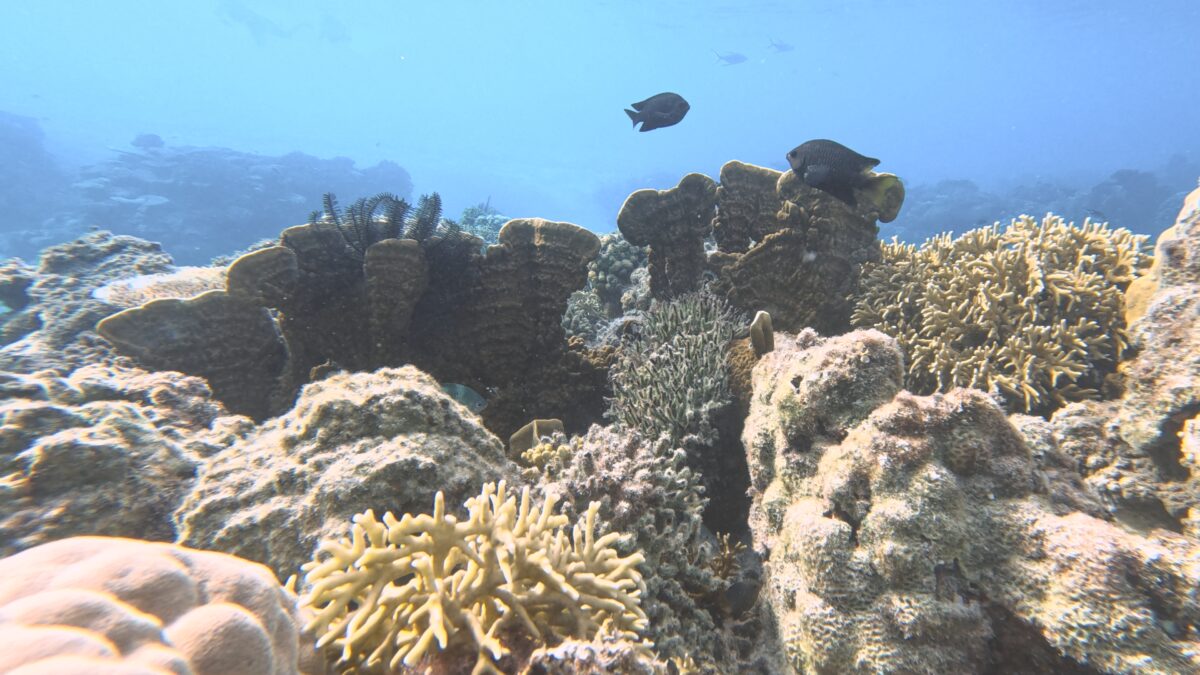 Les fonds marins sont trésor caché des îles Kerama